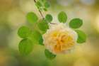 USA, Washington State, Seabeck. Yellow rose close-up. Art Print